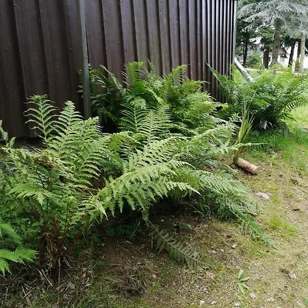 Waldhaus, Ski- Und Wanderhuette 公寓 *