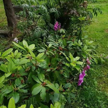 Apartment Waldhaus, Ski- Und Wanderhütte Breitenbrunn (Saxony)