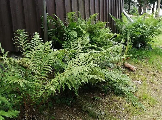 Waldhaus, Ski- Und Wanderhuette Apartamento *