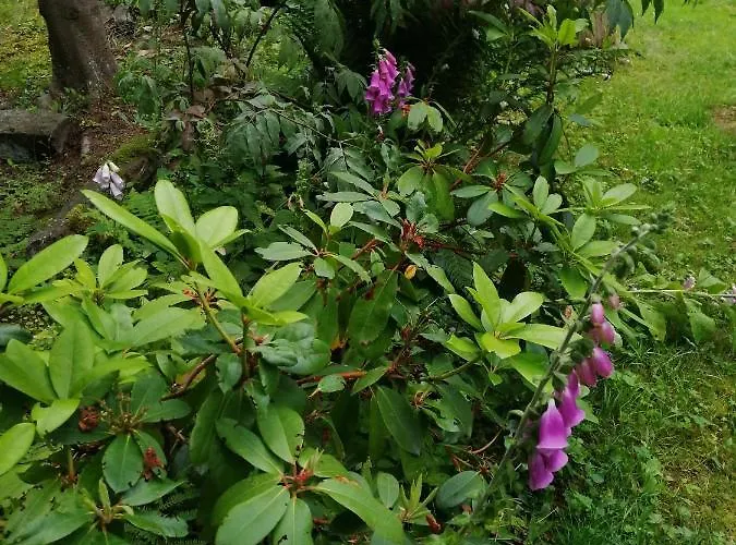 Apartamento Waldhaus, Ski- Und Wanderhuette Breitenbrunn (Saxony)